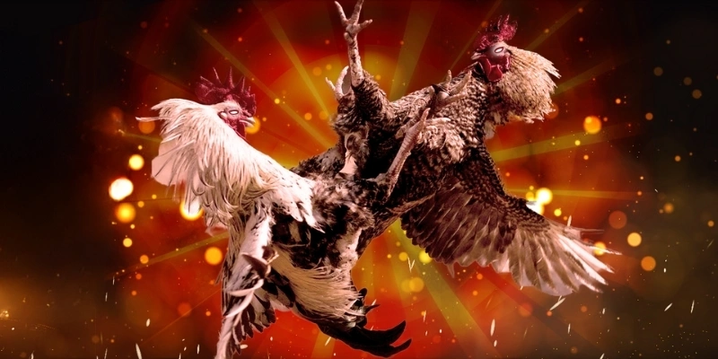 Coi đá gà có nhiều quy tắc mà bạn cần ghi nhớ