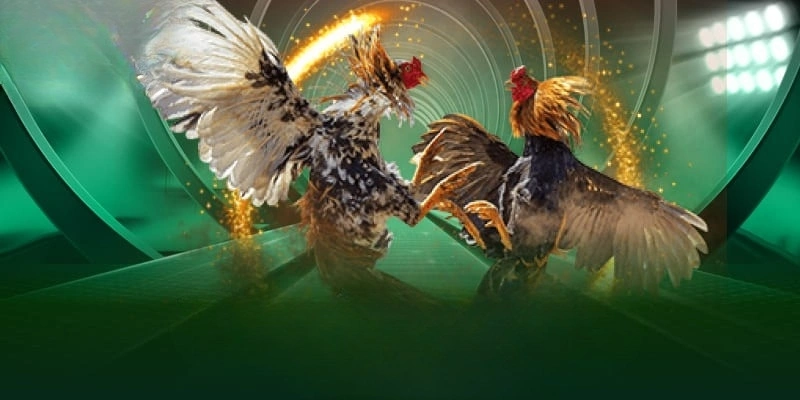 Luk88 cung cấp nhiều trận đấu đá gà hấp dẫn