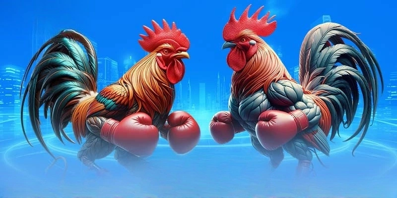 Đá gà trực tuyến Thomo có nhiều hình thức cược Đá gà trực tuyến Thomo có nhiều hình thức cược