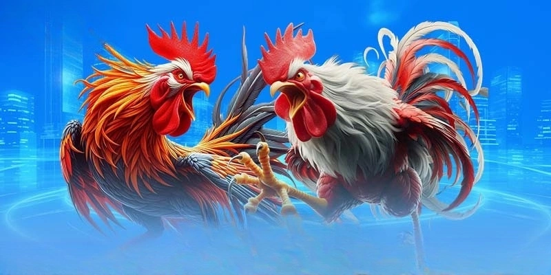 Đá gà trực tuyến Thomo thu hút lượng lớn dân chơi Đá gà trực tuyến Thomo thu hút lượng lớn dân chơi