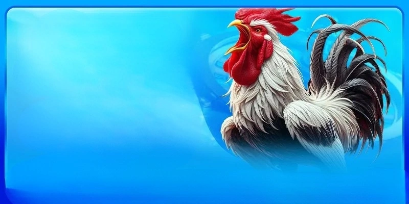 Định nghĩa rõ nét dễ hiểu về coi ngày đá gà Định nghĩa rõ nét dễ hiểu về coi ngày đá gà